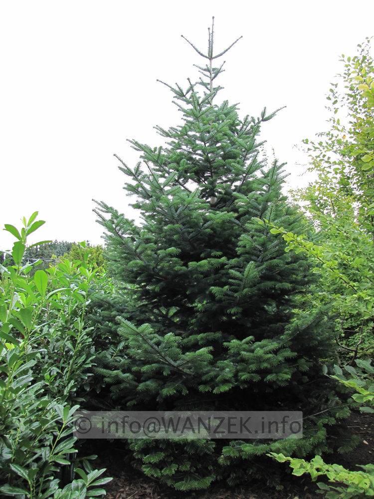 Abies nordmanniana 2.JPG